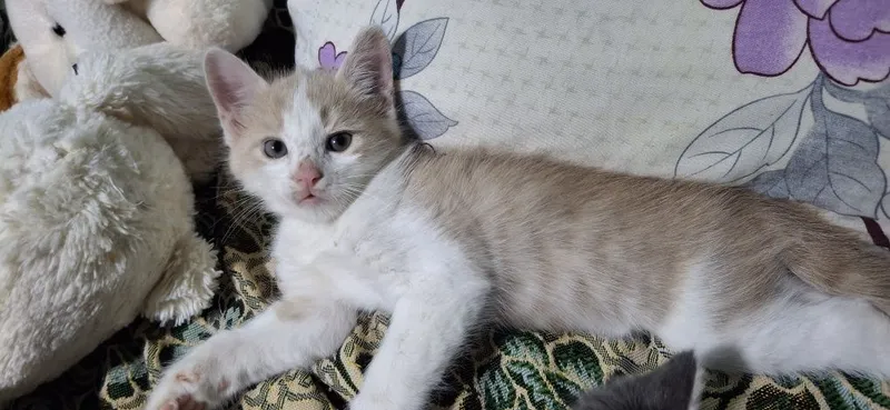 Отдаем котят в хорошие руки 4 Отдаем котят в хорошие руки 4