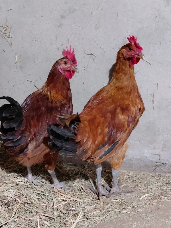 Xoʻroz lar sotiladi 1 Xoʻroz lar sotiladi 1
