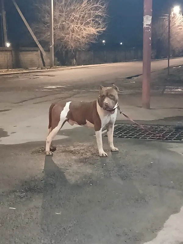 Pitbull Вйазка qoshish uchun — фото 4