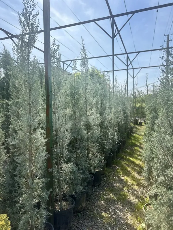 Итальянский кипарис аризонский Italiyanskiy kiparis arizonskiy Итальянский кипарис аризонский Italiyanskiy kiparis arizonskiy