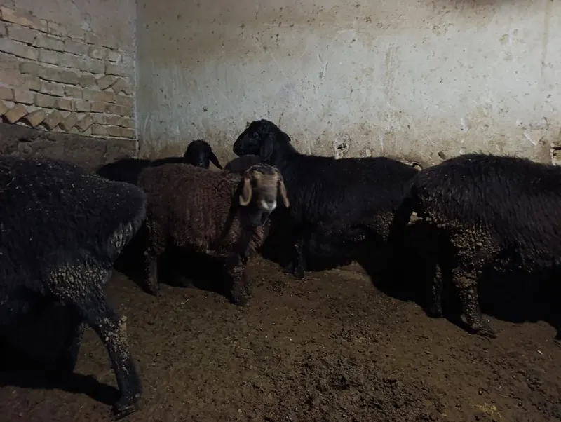 Solu quyla sotiladi 7 oylik va kotta ona bola bogozlariyam honadondan — фото 3