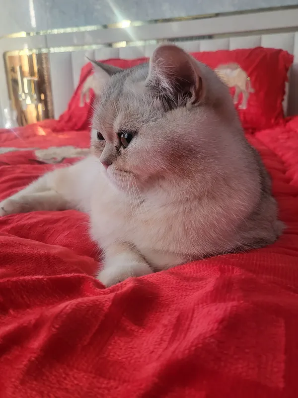 mushuk tozza shenshilla