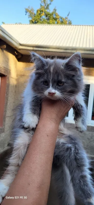Пристраиваются котята обе девочки разной породы и возраст 2 Пристраиваются котята обе девочки разной породы и возраст 2