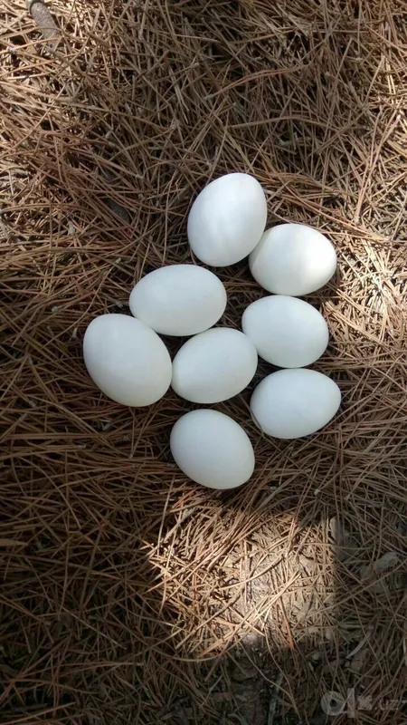 Продаются утиные яйца 2 Продаются утиные яйца 2