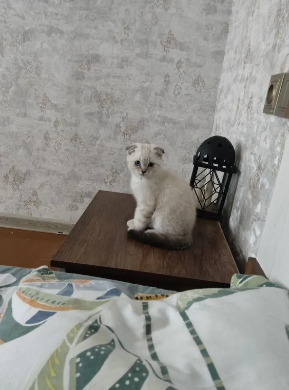 Продается котенок девочка скотиш фолд родилась 4 апреля 5