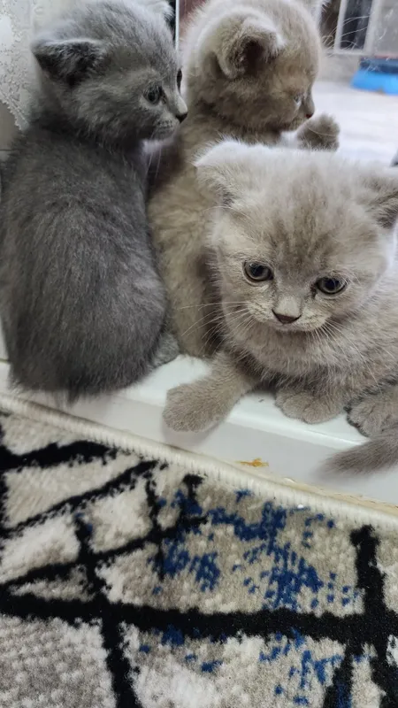 Мушуклар шотландский британский 3 Мушуклар шотландский британский 3