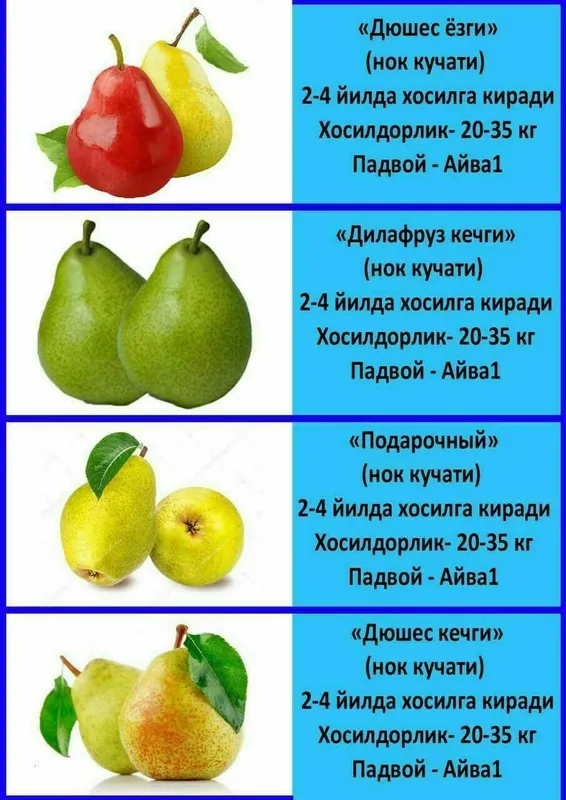 Олма гило шофтоли нок анор анжир урик бодом ёнгок барча мевали дарахт — фото 5