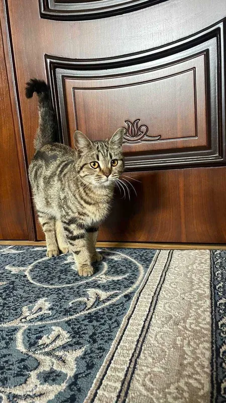 Кошка 11 месяцев — фото 1