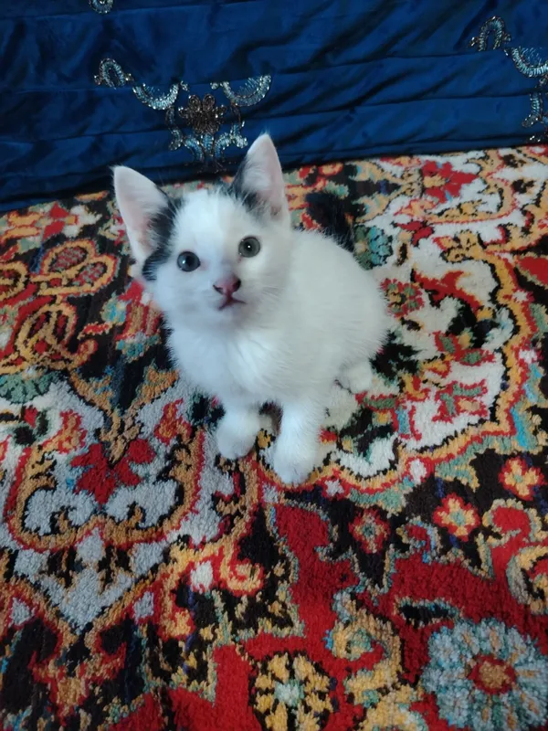 Oq mushuk zotdor 2 oylik erkak — фото 2