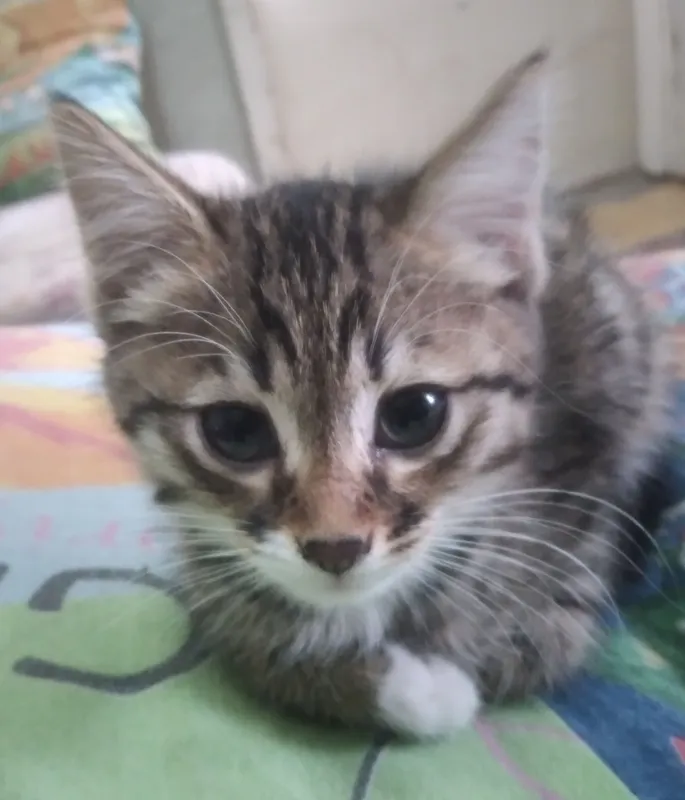 КОТЁНОК ,,НОРВЕЖСКАЯ ЛЕСНАЯ,,РОДИЛСЯ 2 АПРЕЛЯ2025 КОТЁНОК ,,НОРВЕЖСКАЯ ЛЕСНАЯ,,РОДИЛСЯ 2 АПРЕЛЯ2025