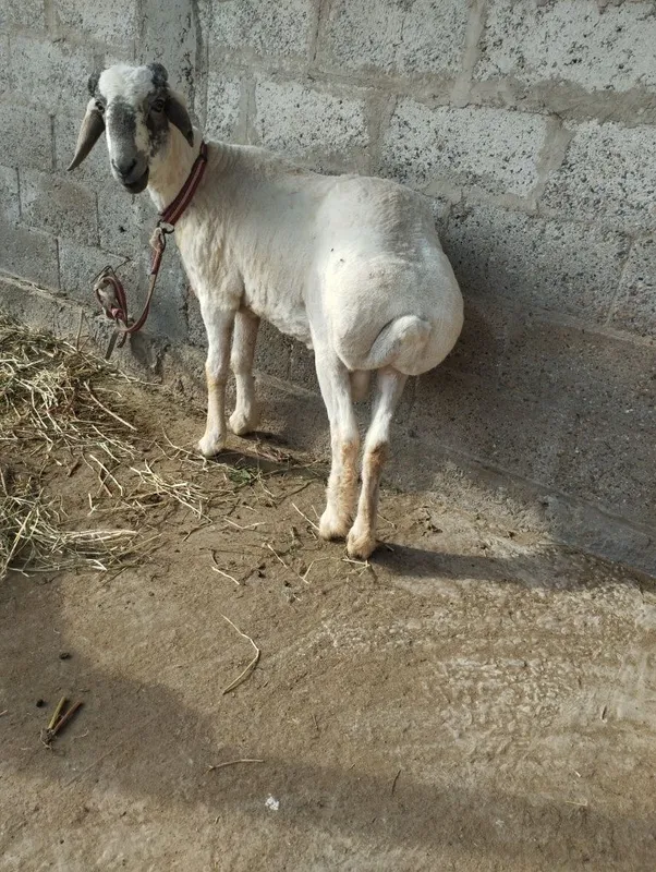 Yosh qoʻchqor sotiladi