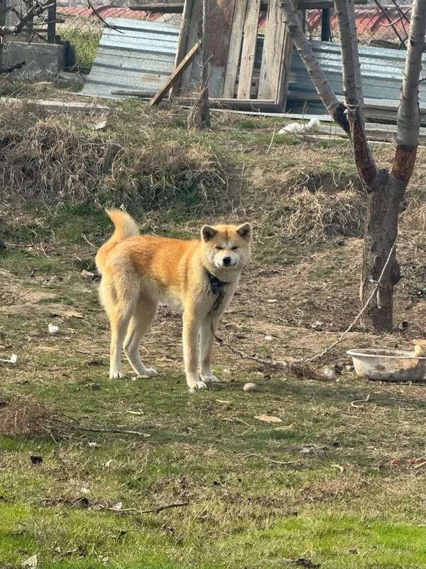 Akita-inu (Yapon akitasi) sotiladi — фото 1