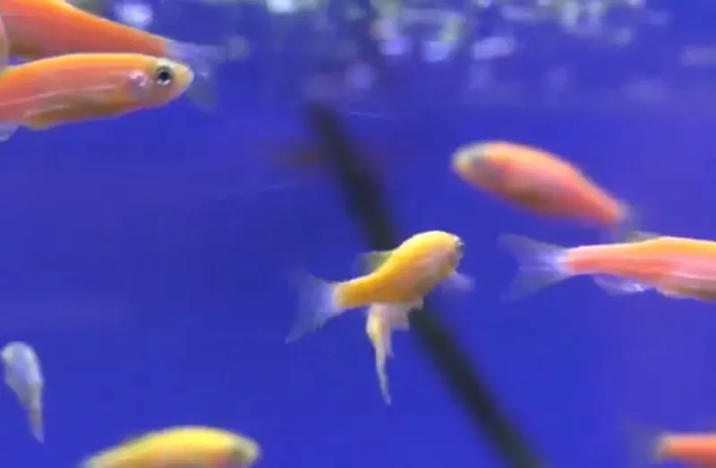 Данио фосфорни риб Danio rangli baliqlar fosfirni — фото 2