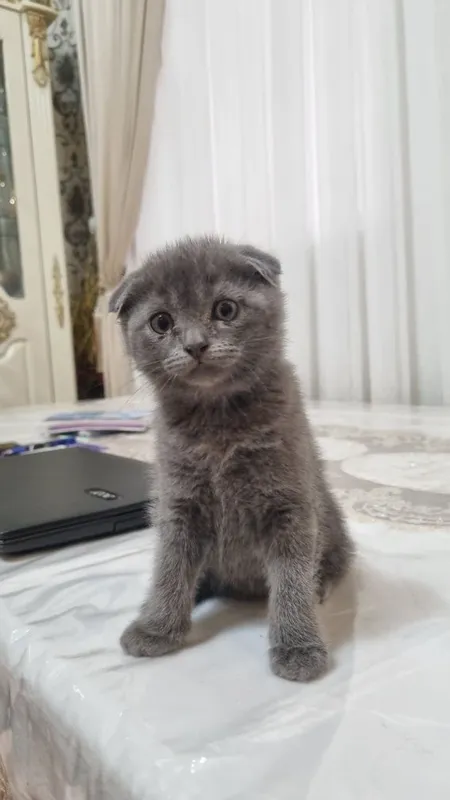 скотиш фолд 2та угил