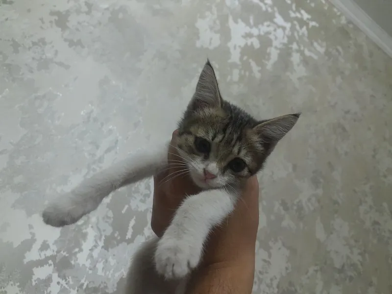 Котёнок в подарок 3 Котёнок в подарок 3