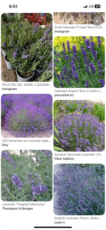 Lavanda kochati bor 4 xil — фото 1