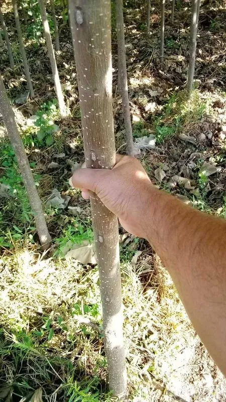 Ҳовлингиз учун ҳақиқий экзотика — Катальпа дарахти! 2 Ҳовлингиз учун ҳақиқий экзотика — Катальпа дарахти! 2