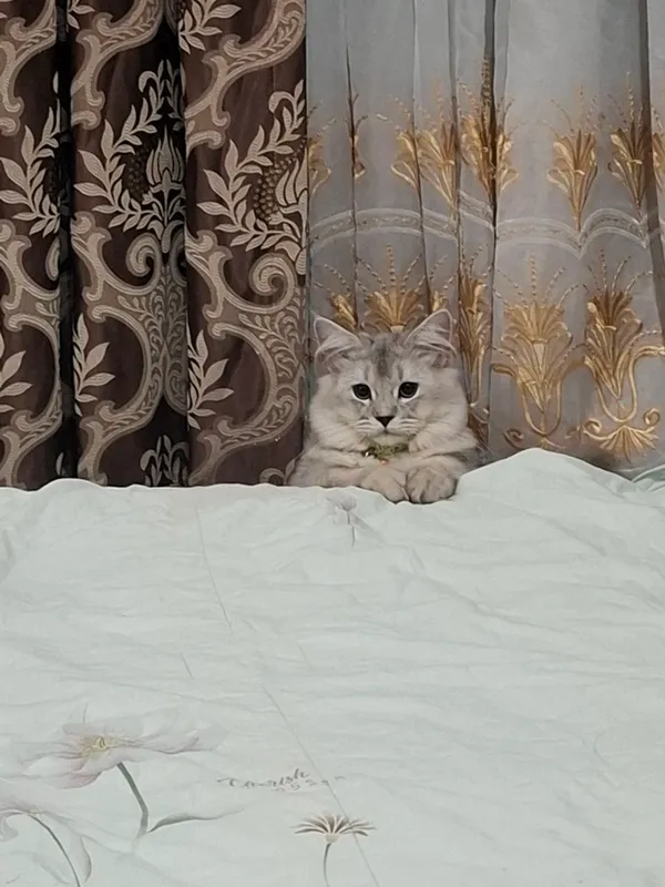 shinshila mushuk zotdor 3