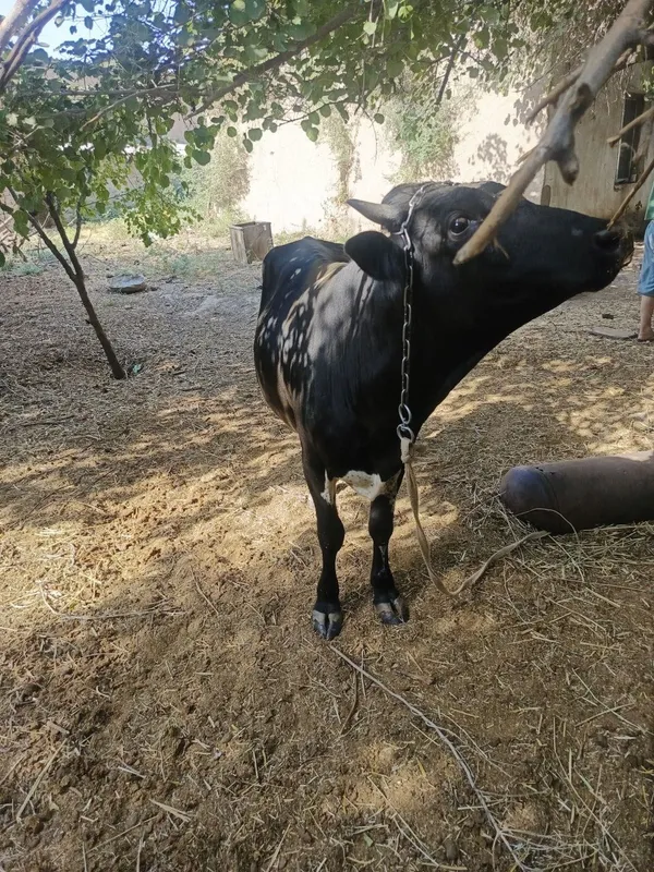 Mol sotiladi sog'lom 1