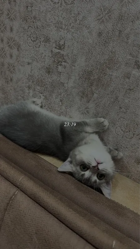 Скоттиш страйт,зотли мушу,огил бола — фото 2