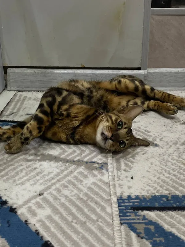 Bengal Mushuk toza zot