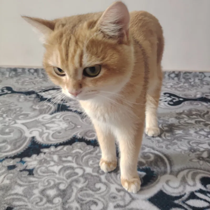 Британский Шиншилла 9 ойлик