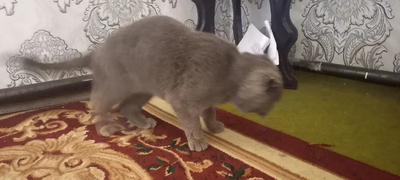 Scottish Fold shoklandiya qiyshiq quloq mushugi — фото 1
