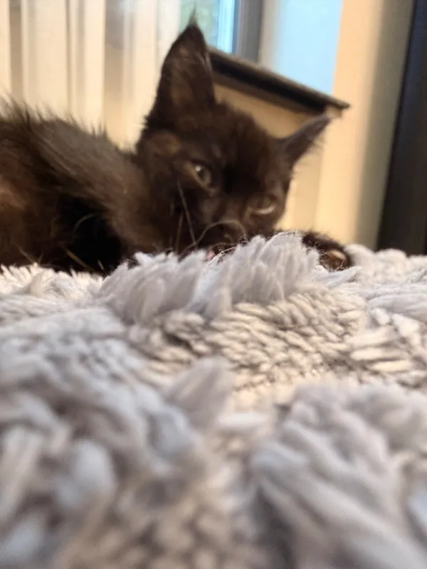 Котенок в добрые руки — фото 4