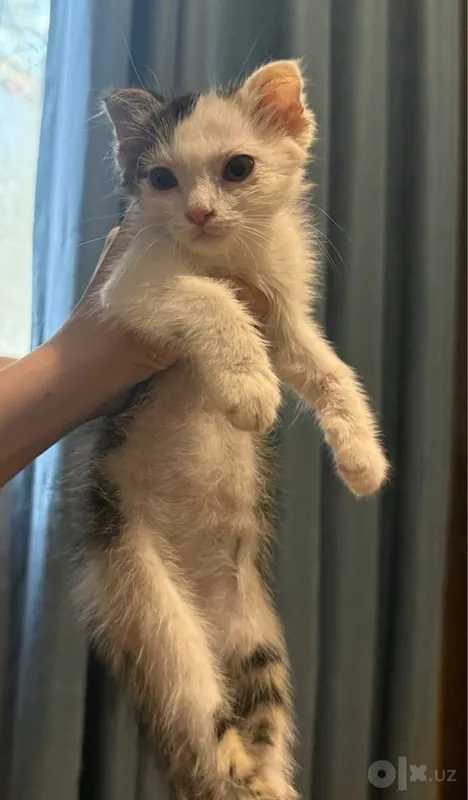 Котенок вислоухий 2 Котенок вислоухий 2
