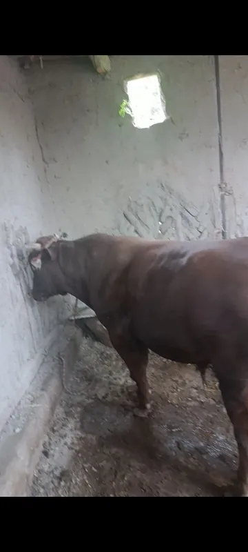 тайор бука бокилган — фото 3