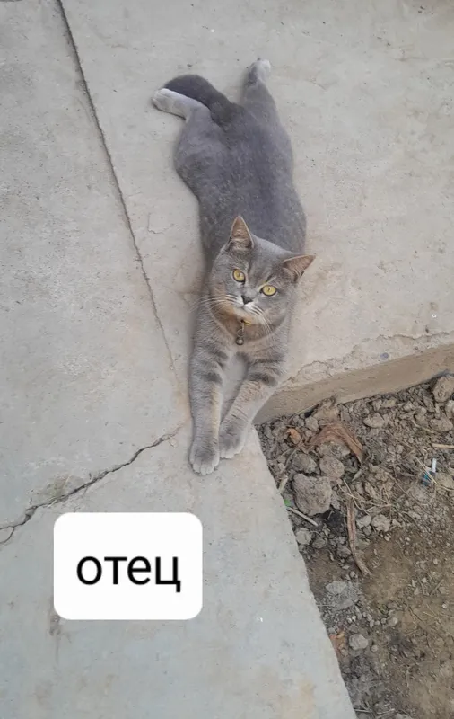 продаётся котёнки 5 продаётся котёнки 5
