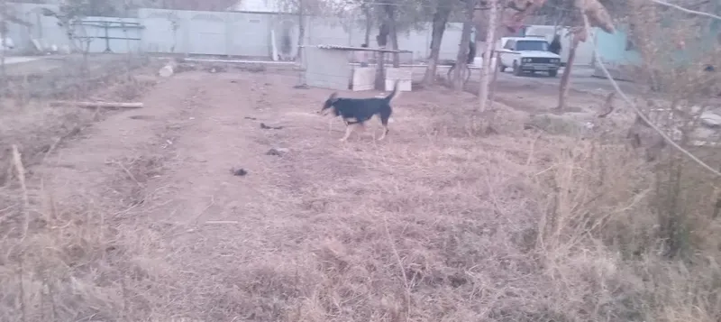 It zoti avcharka