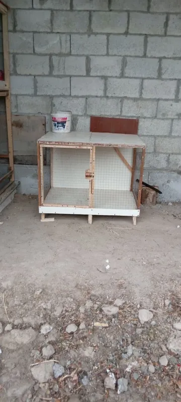kataklar jo'jalar va tovuqlarga — фото 1