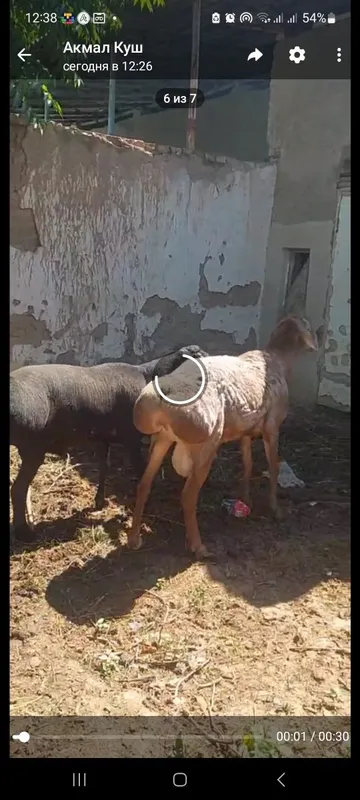 Кузи 3 та кучкар 7 та ургочи — фото 3