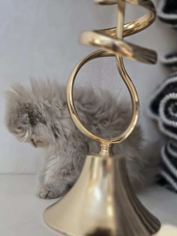 Продаётся очаровательная кошечка Scottish Fold Highland. 3-месячная. — фото 4