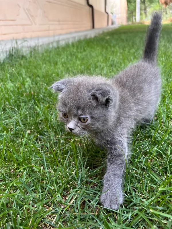 Шотландский котенок(девочка)