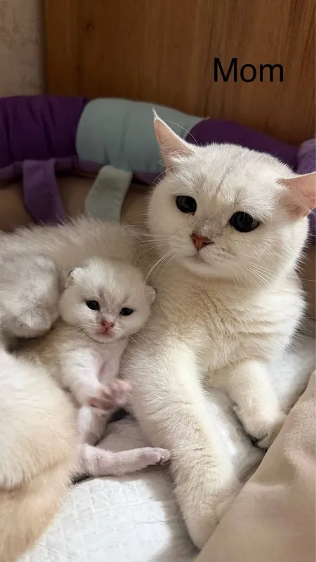 Котята Британской шиншилы 5