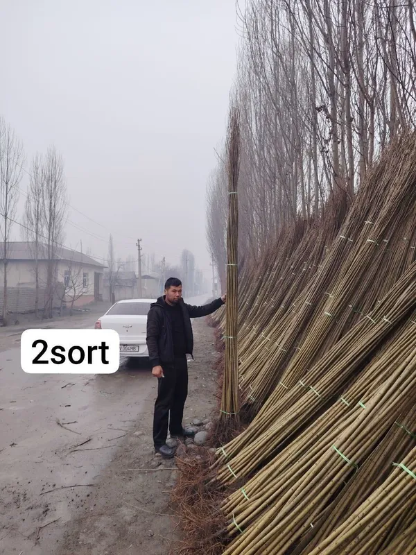 Терек кочатлар оптим — фото 1