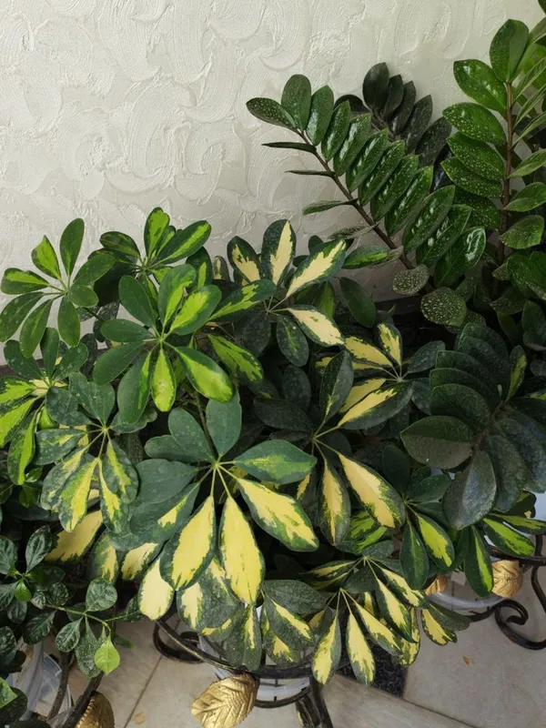 Gullar sotiladi. Hammasi sog’lom. — фото 2