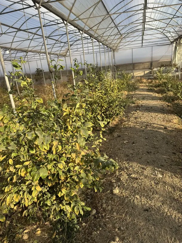 Lemon kochatlar bor 6 7 yilllik Limon hosilga kirgan — фото 6