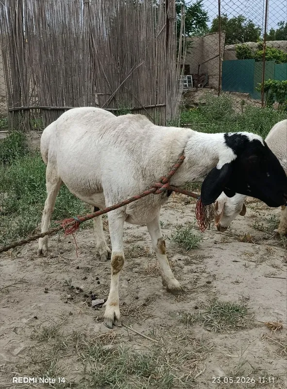 Qara quloq zotdor qo'chqor sotiladi — фото 2