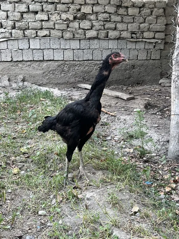 Dakan tovuq ganoy 3