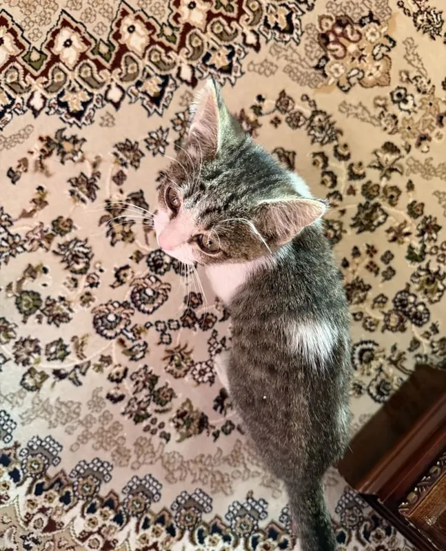 Котёнок в добрые руки 3 Котёнок в добрые руки 3
