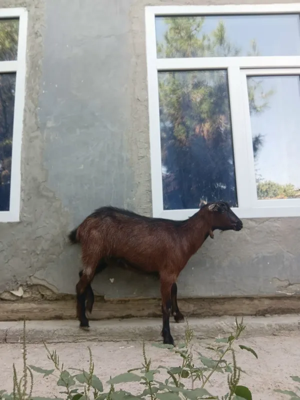 ZANEN. Zotdor echki sotiladi. 1