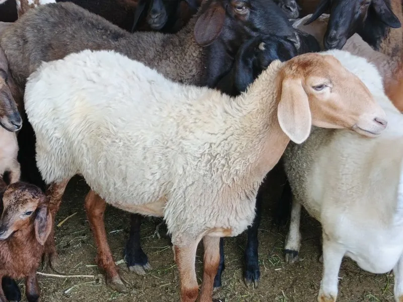 Hisori Boqilgan qoʻy Hisori Boqilgan qoʻy