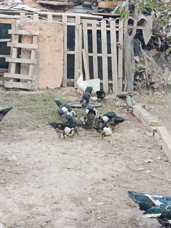 Продаются индюки 2 Продаются индюки 2