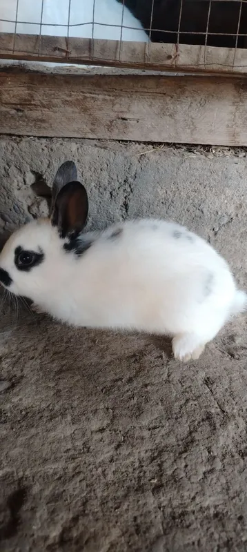 babichka