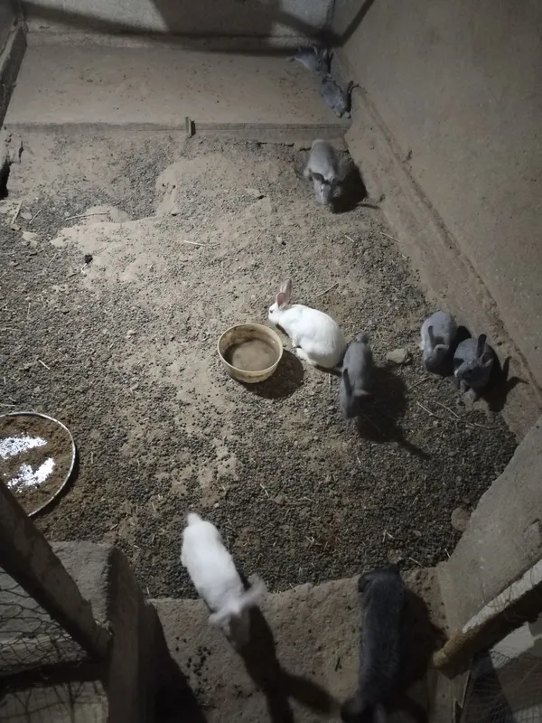 Samka quyonlari, onalari va bolalari birgalikda 1