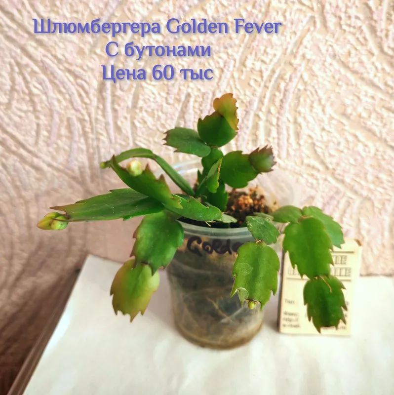 Шлюмбергера (декабрист) С БУТОНАМИ, сорт Golden Fever. — фото 2