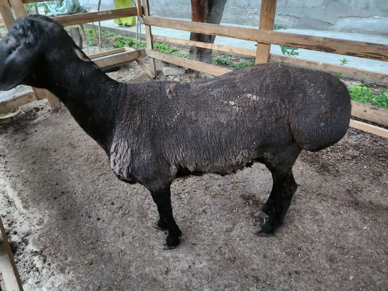 Qoʻy sotiladi 58 kiloli